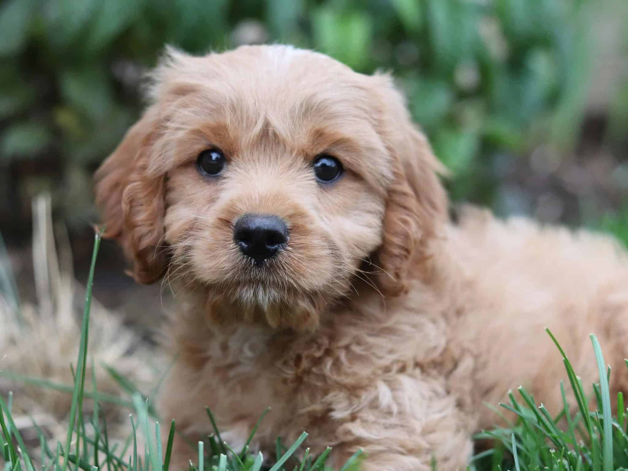 Glengarry Puppy Socialization